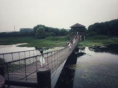 -荷塘月色湿地公园·向阳花洲