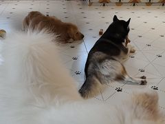-毛绒耶耶撸宠馆·猫咖·狗咖·荷兰猪咖
