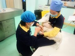 -北京观赏动物医院·24小时大型综合·猫专科·异宠专科