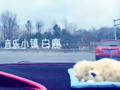 -四川省成都市彭州市白鹿镇