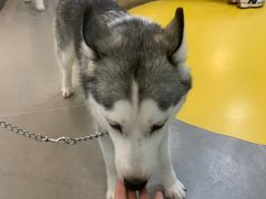 -Husky Go! 哈士奇体验馆·宠物咖啡厅狗咖
