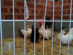 -观桥阁(锦溪店)