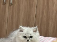 -宠颐生汉谟拉比宠物医院