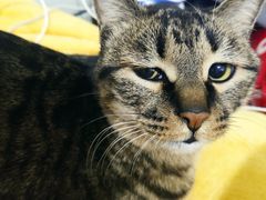 -佳怡动物医院·平价24小时·猫专科骨外科