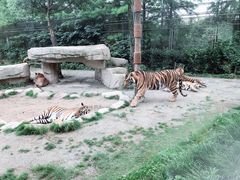 -上海野生动物园老虎餐厅