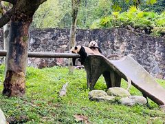 -都江堰中华大熊猫苑
