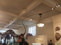 -美国自然历史博物馆