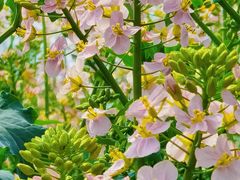 -中国天府农业博览园