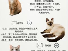 -Bastet sally猫舍购宠(静安店)