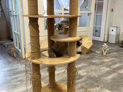 -楼上猫咖(罗湖店)