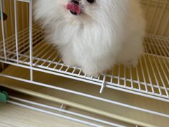-宠爱多约克夏马尔济斯泰迪小型犬专卖