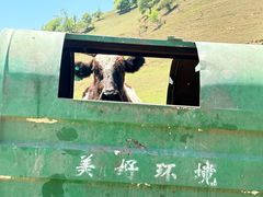 -关山草原