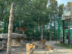 -上海野生动物园老虎餐厅