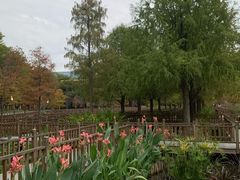 -五缘湾湿地公园