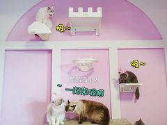 -70cat德文卷毛猫·缅因猫纯种猫舍