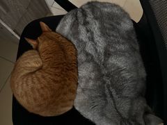 -瑞派紫金宠物医院24小时·骨科·中兽医·重症转诊中心(番禺大石院)