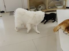 -共舞时光猫咖·狗咖(新街口店)