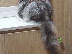 -MOCHA明星猫咖(田子坊店)