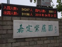 -嘉定紫藤园