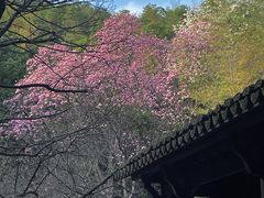 -杭州植物园
