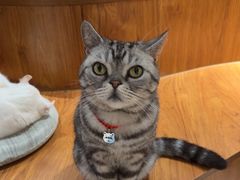 -有猫主题·治愈系猫咖(曾厝垵店)
