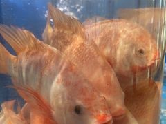 -盒马鲜生(曜一城店)