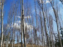 -大兴滨河森林公园