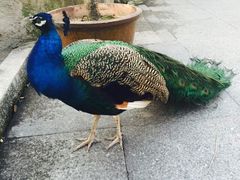 iphone_upload_pic-百鸟园