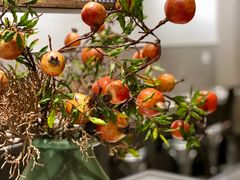 -小豆海棠(嘉兴路店)