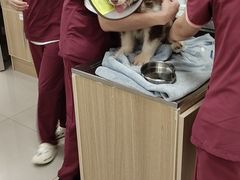 -艾贝尔宠物医院 ·中兽医·宠保定点(北门桥店)