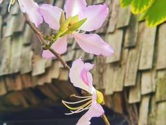 -红山村