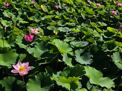 -莲花池公园