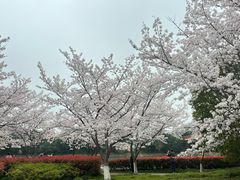 -高东镇樱花园