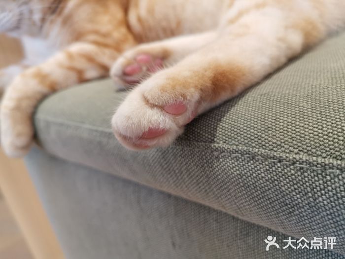 CAT’S MEWSTAR CAFE·喵星球猫屋(晴湾咖啡店)图片