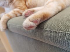 -CAT’S MEWSTAR CAFE·喵星球猫屋(晴湾咖啡店)
