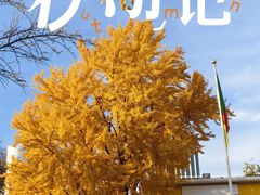 -三里屯东五街银杏大道