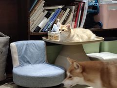 -逗柴咖啡屋·狗咖猫咖宠物桌游