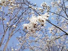 android_upload_pic-蠡湖中央公园