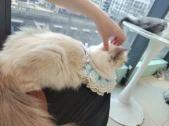 -怪兽屋·羊驼·猫咖·狗咖(俊华广场店)