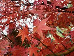 -明月山天沐温泉度假村