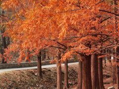 -白水寺森林公园