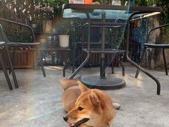 -柴犬高等学院·狗咖·柴犬售卖·宠物训练