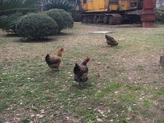 -八角楼