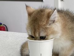 -佳雯宠物医院·皮肤科·内外科(春晓路分院)