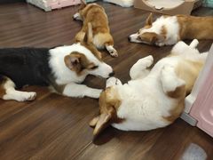 -柯斗斗主题餐厅·狗咖·围炉煮茶·茶饮(国瑞升平里店)