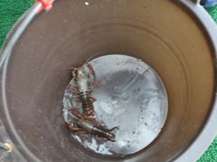 -同銮特种养殖场·龙虾垂钓