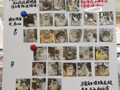 -COLOR PETS 撸猫馆·购猫·猫咖(长风大悦城店)