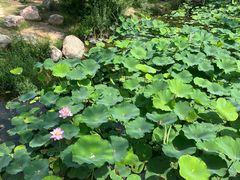 -郑州植物园