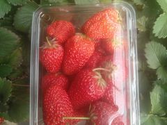 -甜心庄园·甜心草莓采摘园(西青中北店)