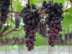 -金谷域澳洲庄园